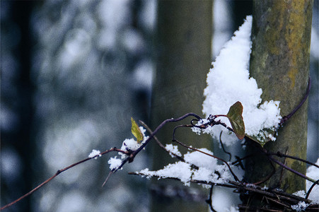 冬天白雪的竹林竹子积雪摄影图