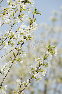 春天春季樱花摄影照片_春天春季樱花开白色风景图片