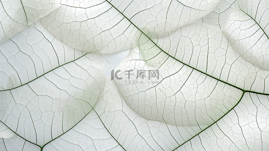 背景纹理叶子背景图片_精致的叶子叶脉背景5