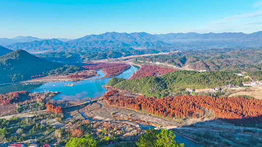 秋天风景皖南川藏线落羽红杉林