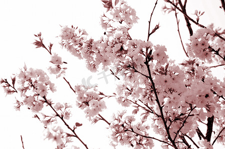 春天樱花开粉色图片