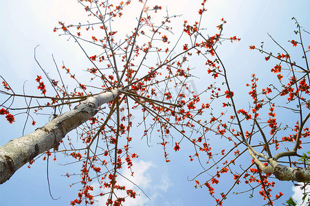 海南金沙摄影照片_海南木棉花木棉树