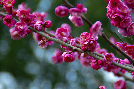 梅花开摄影照片_春天红色梅花开