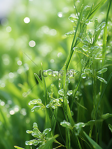 露水背景图片_绿色小草水珠露水13