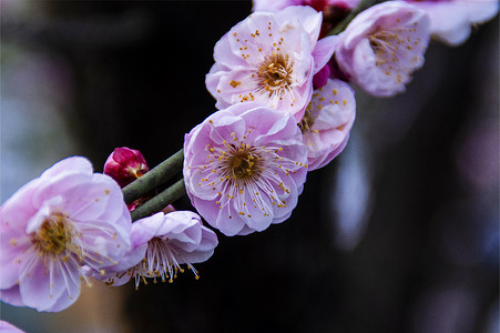 春天梅花开图片