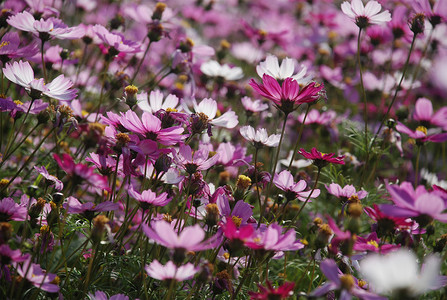 花野花花草波斯菊