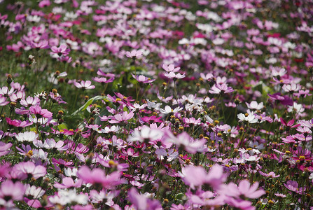 花摄影照片_花野花花草波斯菊