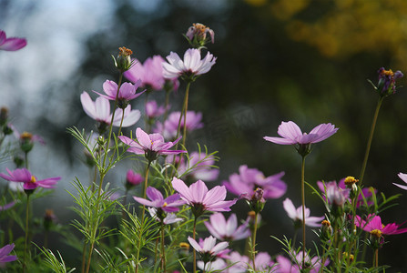 花野花花草波斯菊