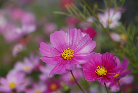 花野花花草波斯菊