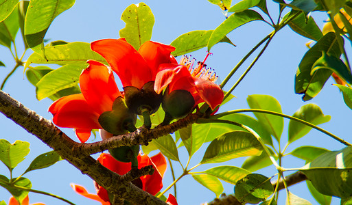 海南西沙群岛摄影照片_海南木棉花木棉树
