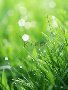 绿色小草背景图片_绿色小草水珠露水18