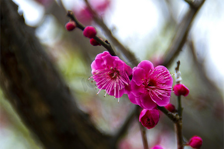 春天红色梅花开