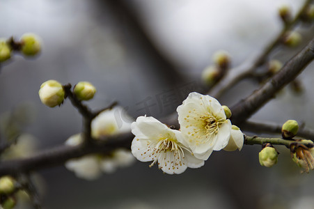 梅花开摄影照片_春天梅花腊梅特写摄影图