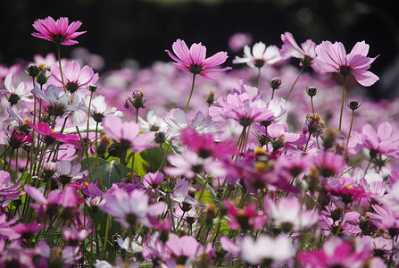 花野花花草波斯菊