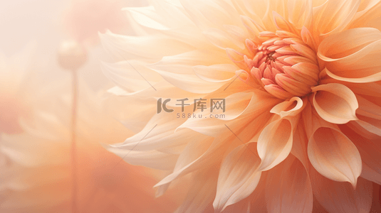 虎年底框背景图片_柔和桃透明花瓣流行色背景