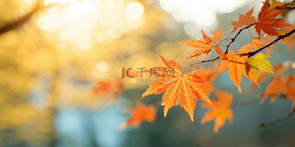 秋天写实枫树背景4