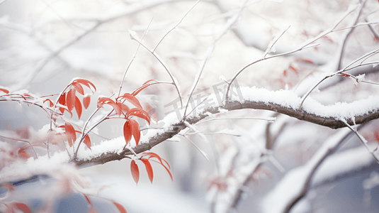 下雪花摄影照片_冬季被冰雪覆盖的枝叶大雪下的红色枫叶插画