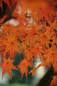 深秋落叶摄影照片_深秋金黄色的枫叶叶子落叶高清图片