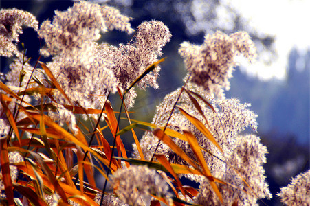 秋天的芦苇丛芦苇草芦苇花