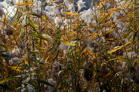 秋天的芦苇丛白色芦苇花图片