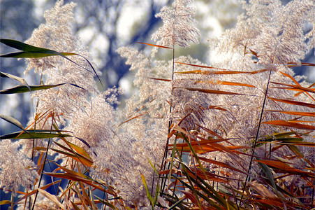 秋天的芦苇丛自然风光白色芦苇花图片
