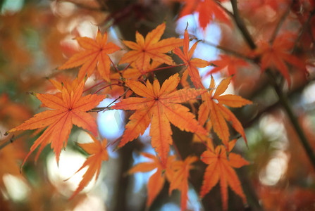 枫叶红了图片摄影照片_秋天秋季枫树林枫叶红了高清图片