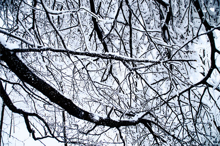 湖南张家界天门山上冰冻的树木冬天雪地高清图片
