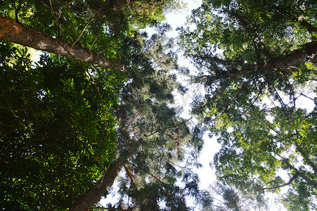 海南两院植物的古树自然热带雨林森林高清图片