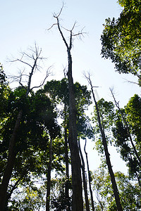 自然热带雨林生态林植物图片