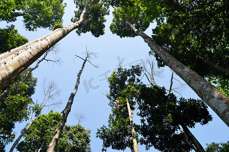 植物园里的树木大树森林热带雨林风景图片