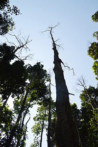 大树摄影照片_遮天蔽日发树林自然风光