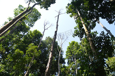 植物园古树树木树林森林岑天大树热带雨林摄影图