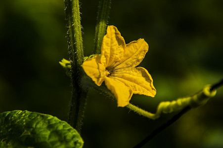 小黄瓜黄瓜花蔬菜特写图高清图片