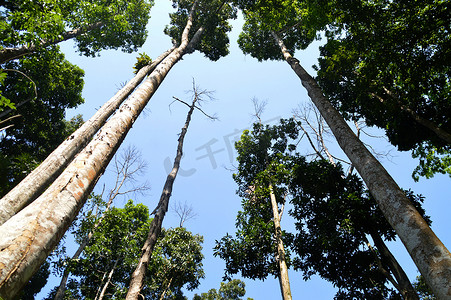 植物园里的树木森林热带雨林风景图片