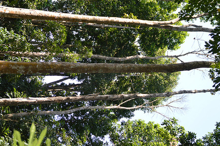 大树摄影照片_海南两院植物的古树生态林植物森林
