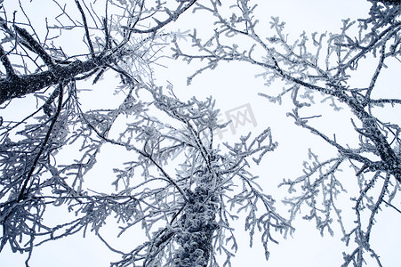 湖南张家界天门山上冰冻的树木雪冬天雪地