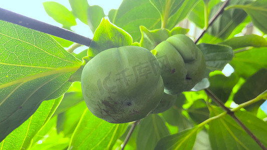 果实图片摄影照片_实拍夏季水果柿子树柿子果实高清图片