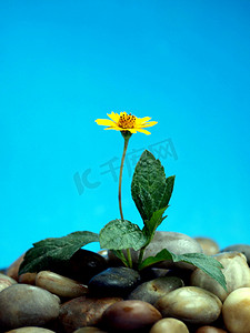 花朵石头摄影照片_雨花石五彩石石头里面长的小花风景图