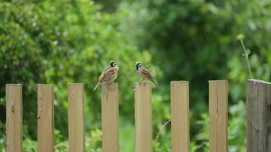 麻雀小鸟鸟儿在木头栅栏歇息鸟类实拍意境自然风景