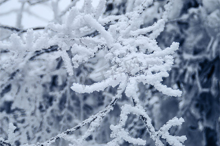 湖南张家界天门山上冰冻的树木雪地树木