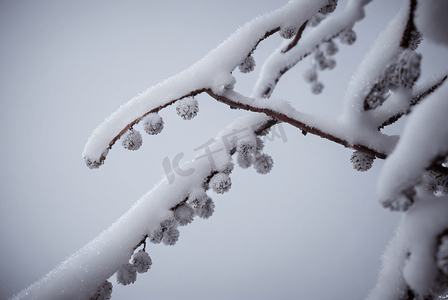 寒冷冬季树枝积雪图93