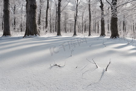 冬季林间雪地雪景图片73