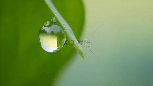 春天绿叶上的露珠水滴雨滴素材