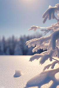 下雪白天树枝上的积雪图片46