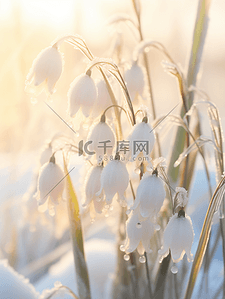写实冬天结冰冰花花朵背景(41)
