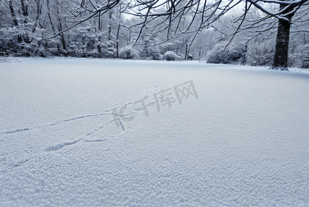 93摄影照片_冬季林间雪地雪景图片93