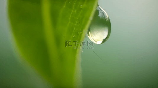 春天绿叶上的露珠水滴雨滴背景图