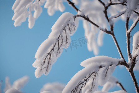 24摄影照片_寒冷冬季树枝积雪图24