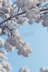 下雪白天树枝上的积雪图片045