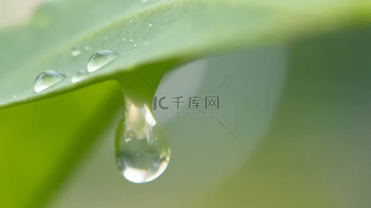 雨水节气素材背景图片_春天绿叶上的露珠水滴雨滴素材